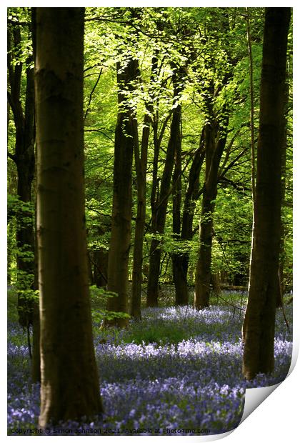 bluebell woodland Print by Simon Johnson