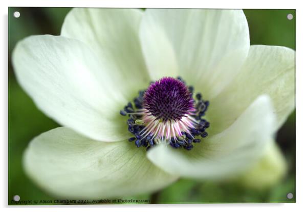 Anemone Coronaria White Acrylic by Alison Chambers