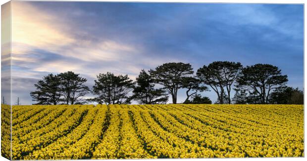 Cornish Rapeseed field, in full bloom  Canvas Print by kathy white