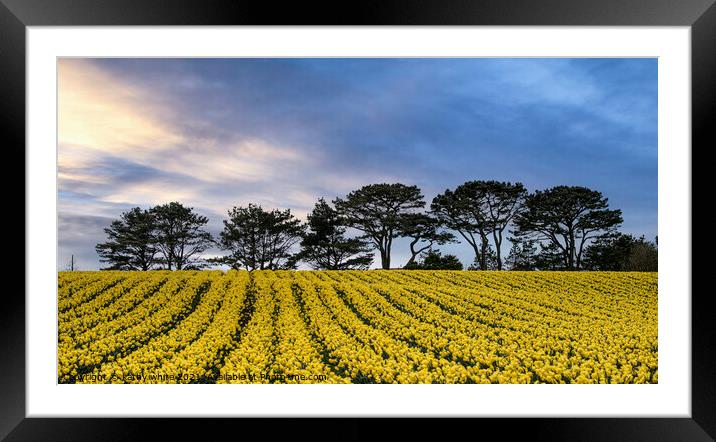 Cornish Rapeseed field, in full bloom  Framed Mounted Print by kathy white