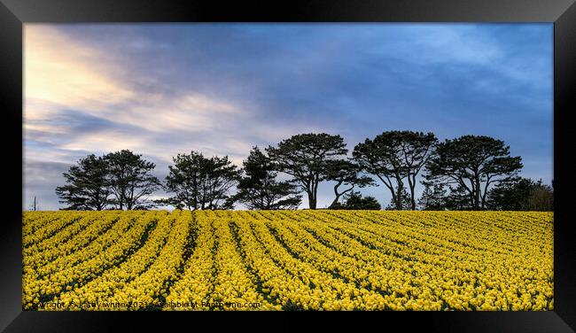Cornish Rapeseed field, in full bloom  Framed Print by kathy white