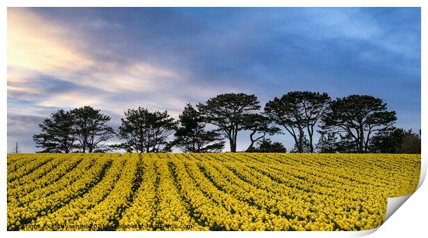 Cornish Rapeseed field, in full bloom  Print by kathy white