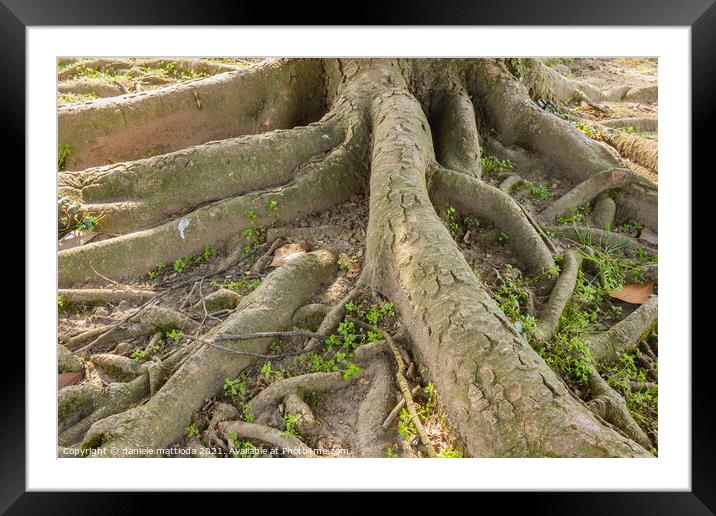the multiple roots of a tree Framed Mounted Print by daniele mattioda