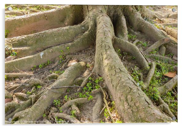 the multiple roots of a tree Acrylic by daniele mattioda