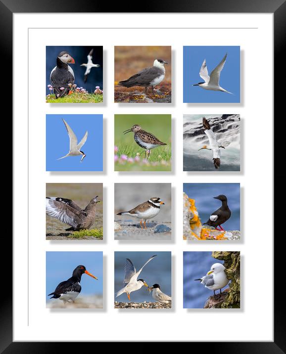 Scottish Seabirds Framed Mounted Print by Arterra 