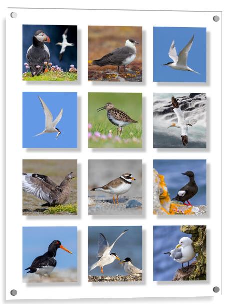 Scottish Seabirds Acrylic by Arterra 
