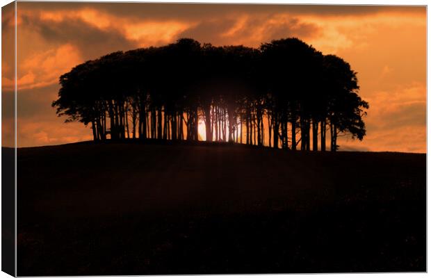 Coming Home Trees Nearly Home Trees Sunset Canvas Print by Oxon Images