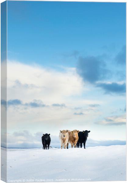 Cows in the snow, Cox Tor, Dartmoor Canvas Print by Justin Foulkes