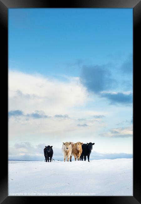 Cows in the snow, Cox Tor, Dartmoor Framed Print by Justin Foulkes