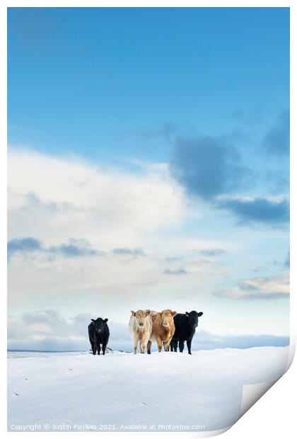 Cows in the snow, Cox Tor, Dartmoor Print by Justin Foulkes