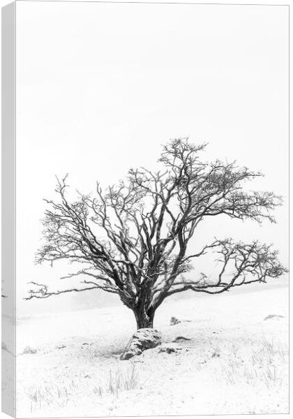 Lone tree in snowy landscape, Dartmoor Canvas Print by Justin Foulkes