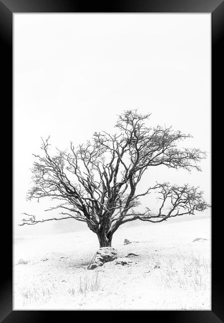 Lone tree in snowy landscape, Dartmoor Framed Print by Justin Foulkes
