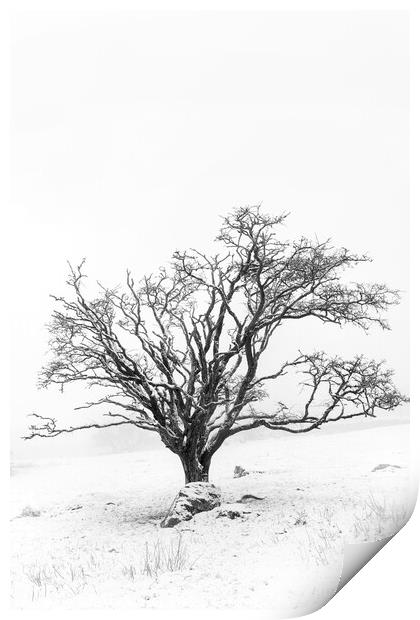 Lone tree in snowy landscape, Dartmoor Print by Justin Foulkes