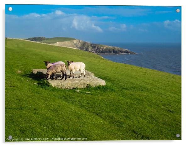 Three Cute Lambs Acrylic by Jane Metters