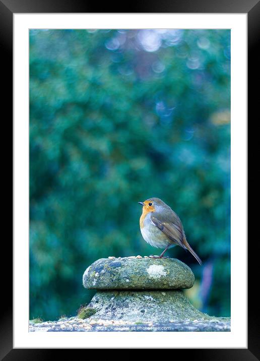 Robin standing on an old stone bridge Framed Mounted Print by Craig Ballinger
