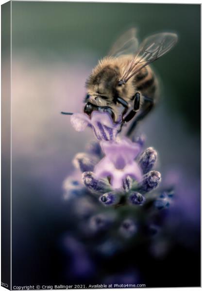 Bee on a Lavender flower Canvas Print by Craig Ballinger