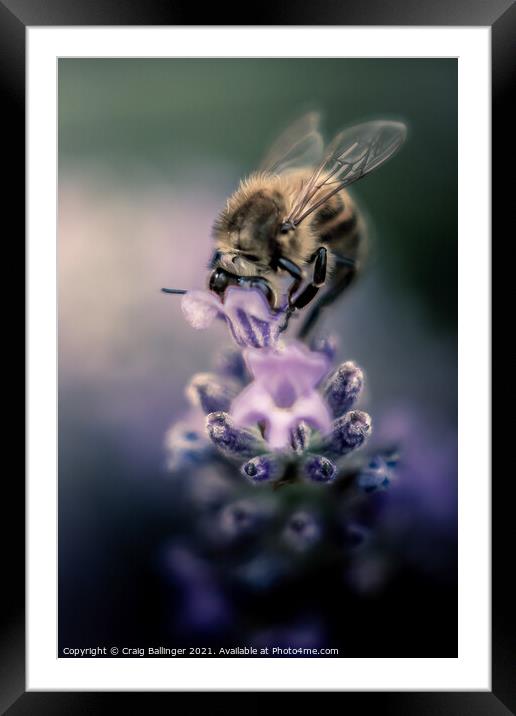 Bee on a Lavender flower Framed Mounted Print by Craig Ballinger