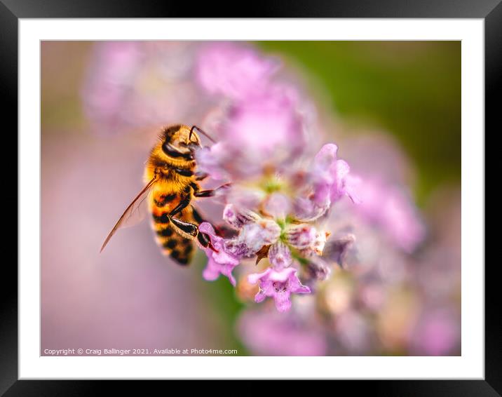 Bee on a lavender flower Framed Mounted Print by Craig Ballinger