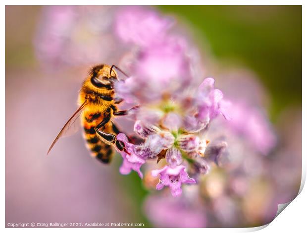 Bee on a lavender flower Print by Craig Ballinger