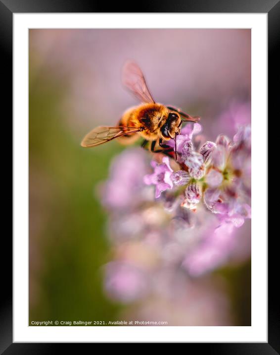 Bee on Lavendar Framed Mounted Print by Craig Ballinger