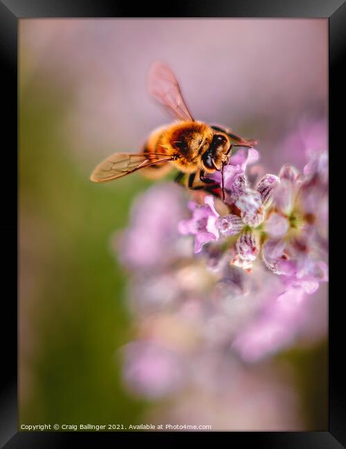 Bee on Lavendar Framed Print by Craig Ballinger