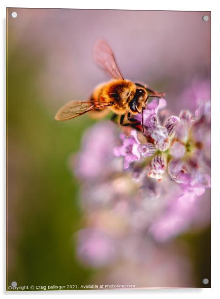 Bee on Lavendar Acrylic by Craig Ballinger