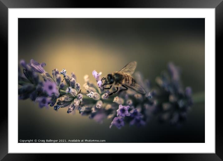 A close up of a Flower and a Bee Framed Mounted Print by Craig Ballinger