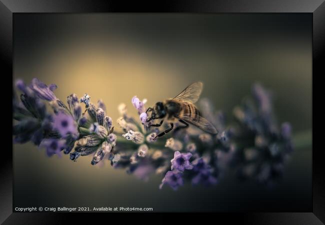 A close up of a Flower and a Bee Framed Print by Craig Ballinger