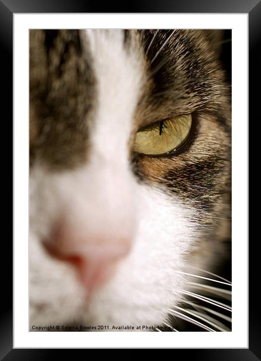 Cat's Eye Framed Mounted Print by Serena Bowles