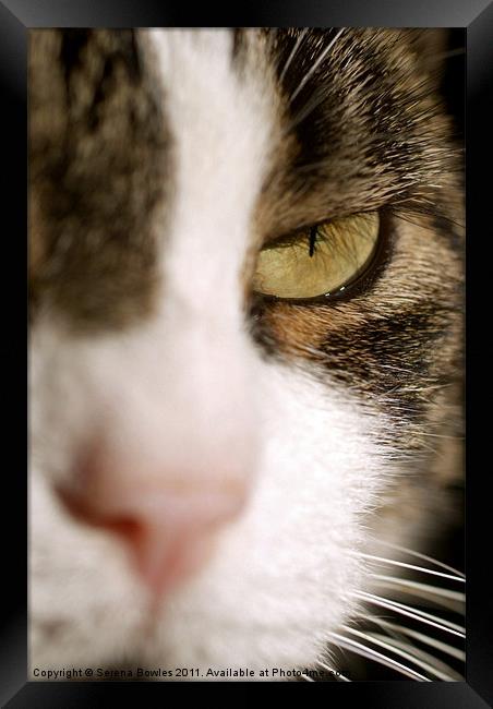 Cat's Eye Framed Print by Serena Bowles