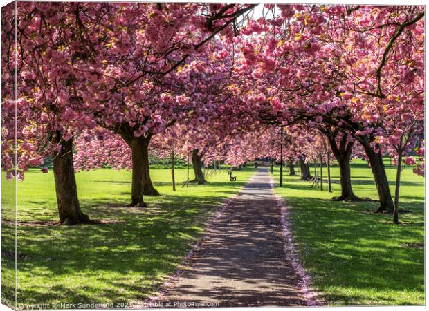 The Stray at Harrogate in Spring Canvas Print by Mark Sunderland