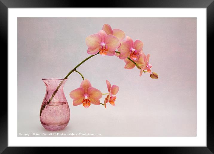 Orchids in a Pink Vase Framed Mounted Print by Ann Garrett