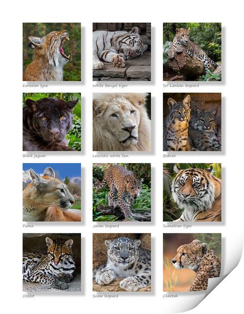 Big Cats Collection Print by Arterra 