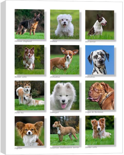 Dogs Collection Canvas Print by Arterra 
