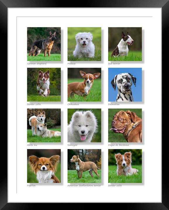 Dogs Collection Framed Mounted Print by Arterra 