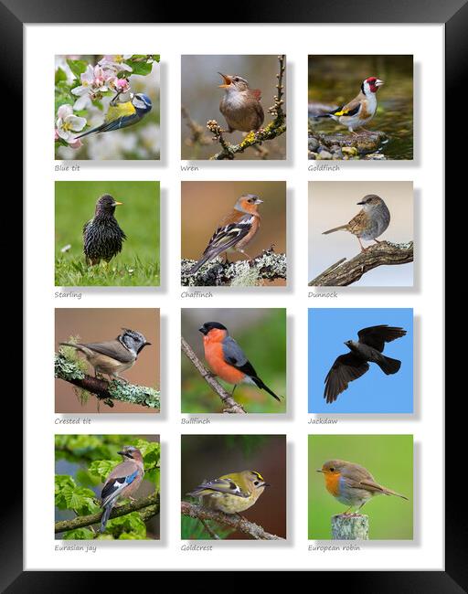 British Garden Birds Collection Framed Print by Arterra 
