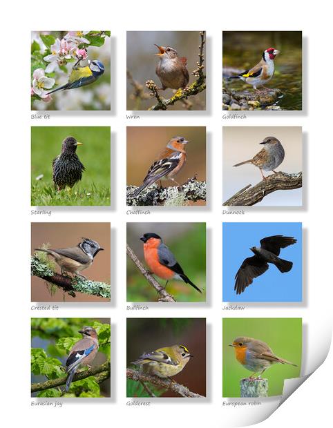 British Garden Birds Collection Print by Arterra 