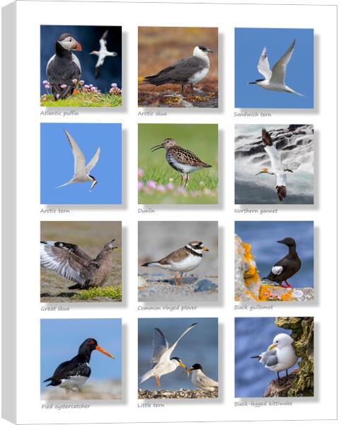 Scottish Seabirds Collection Canvas Print by Arterra 