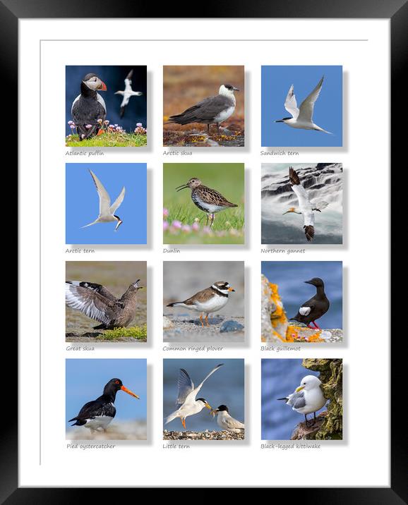 Scottish Seabirds Collection Framed Mounted Print by Arterra 