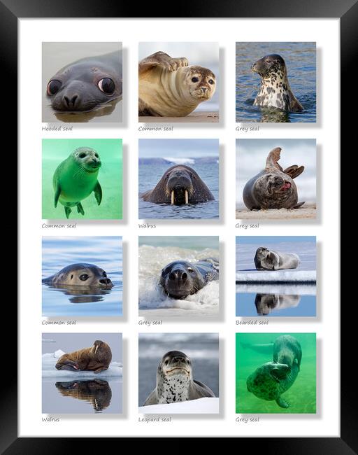 Seals Collection Framed Print by Arterra 