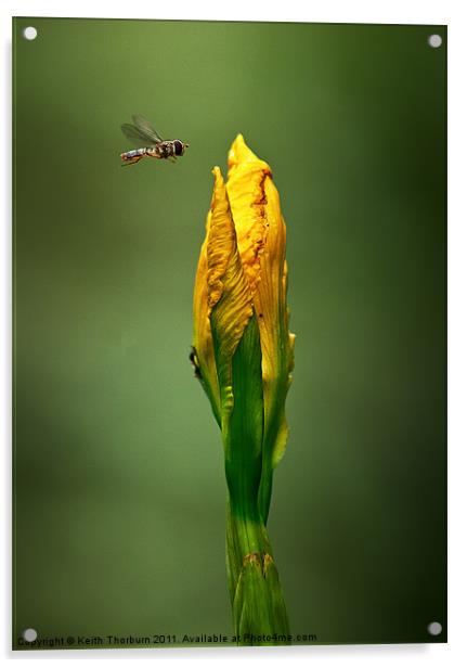 Hover Fly Flower Acrylic by Keith Thorburn EFIAP/b