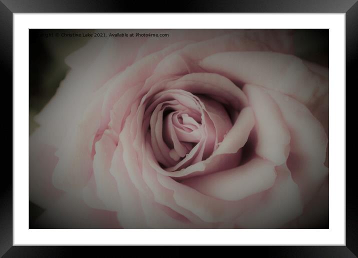 Spring Rose Framed Mounted Print by Christine Lake