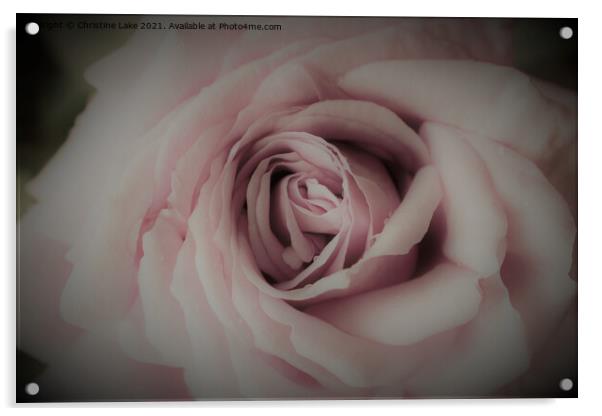 Spring Rose Acrylic by Christine Lake