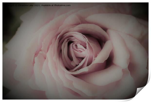 Spring Rose Print by Christine Lake