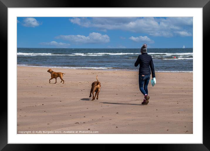 Alnmouth beach, Walking the dogs  Framed Mounted Print by Holly Burgess