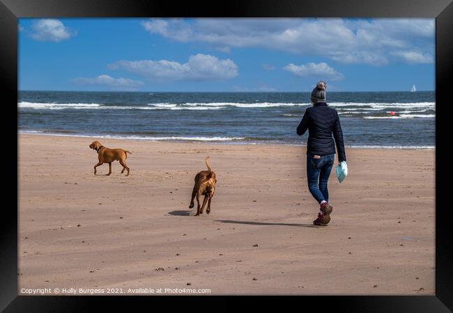 Alnmouth beach, Walking the dogs  Framed Print by Holly Burgess