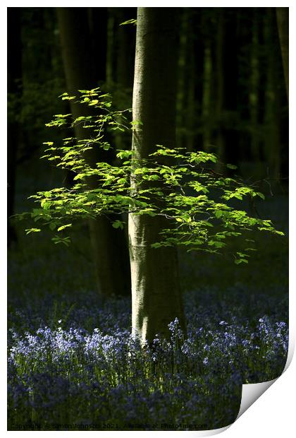 Sunlit leaves and bluebells Print by Simon Johnson