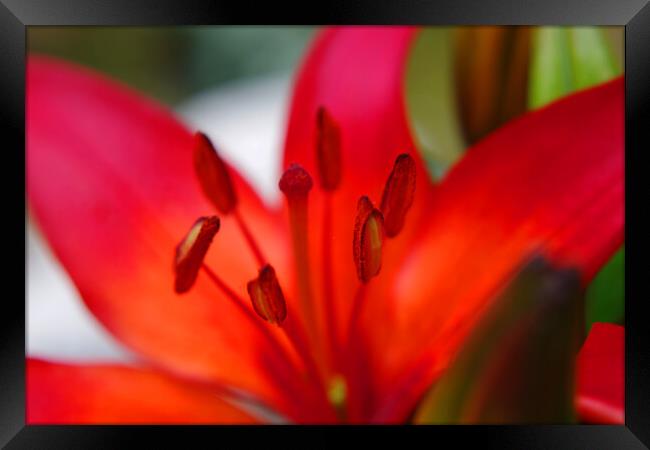 Lily Macro Framed Print by Ian Pettman