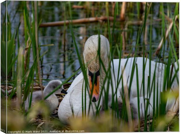 Home and Safe. Canvas Print by Mark Ward