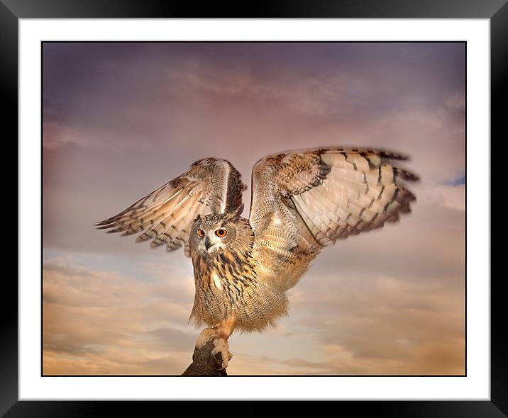 The Eagle Owl Has Landed Framed Mounted Print by Mike Sherman Photog